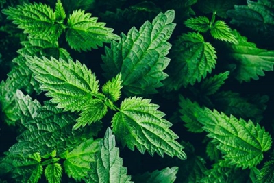 Is Nettle Extract Good for Hair
